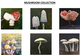 Cards  Mushroom Collection
